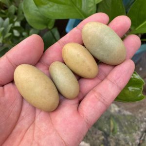 BAWHO Natural Stones Luminous Oval Stone Raw Gemstone Glow in The Dark Stone Crystal Rough Stone Specimen Minerals JIANFENYIN (Color : 4-5cm, Size : 2pcs