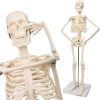 2023 Newest Design Human Skeleton Model for Anatomy,17.7“ High Scientific Anatomy Human Body Model,with Movable Arms and Legs Bones Structures,Whole Spine and Ribs of The Skeleton Model are Integrated - Image 2