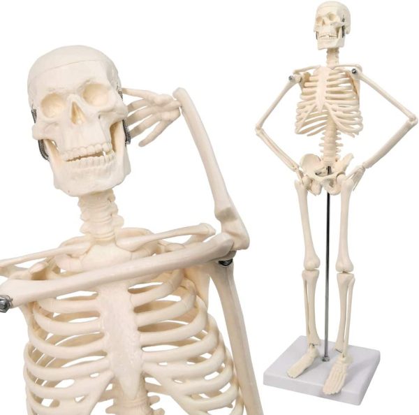 2023 Newest Design Human Skeleton Model for Anatomy,17.7“ High Scientific Anatomy Human Body Model,with Movable Arms and Legs Bones Structures,Whole Spine and Ribs of The Skeleton Model are Integrated - Image 2