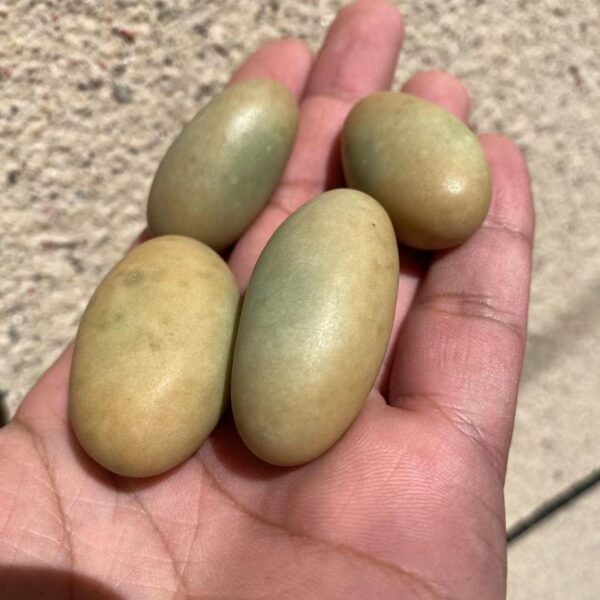 BAWHO Natural Stones Luminous Oval Stone Raw Gemstone Glow in The Dark Stone Crystal Rough Stone Specimen Minerals JIANFENYIN (Color : 4-5cm, Size : 2pcs) - Image 6