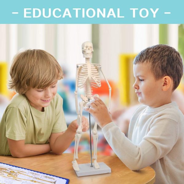 2023 Newest Design Human Skeleton Model for Anatomy,17.7“ High Scientific Anatomy Human Body Model,with Movable Arms and Legs Bones Structures,Whole Spine and Ribs of The Skeleton Model are Integrated - Image 6