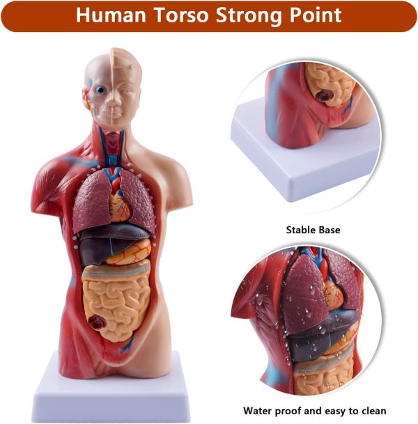 10.5inch Medical Torso Human Body Model Anatomy Doll 15 Removable Parts Education Organs Model for Teaching Study Class Students - Image 5