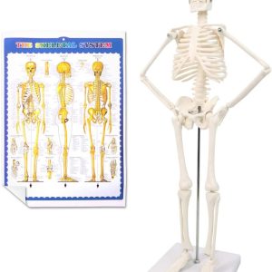 2023 Newest Design Human Skeleton Model for Anatomy,17.7“ High Scientific Anatomy Human Body Model,with Movable Arms and Legs Bones Structures,Whole Spine and Ribs of The Skeleton Model are Integrated