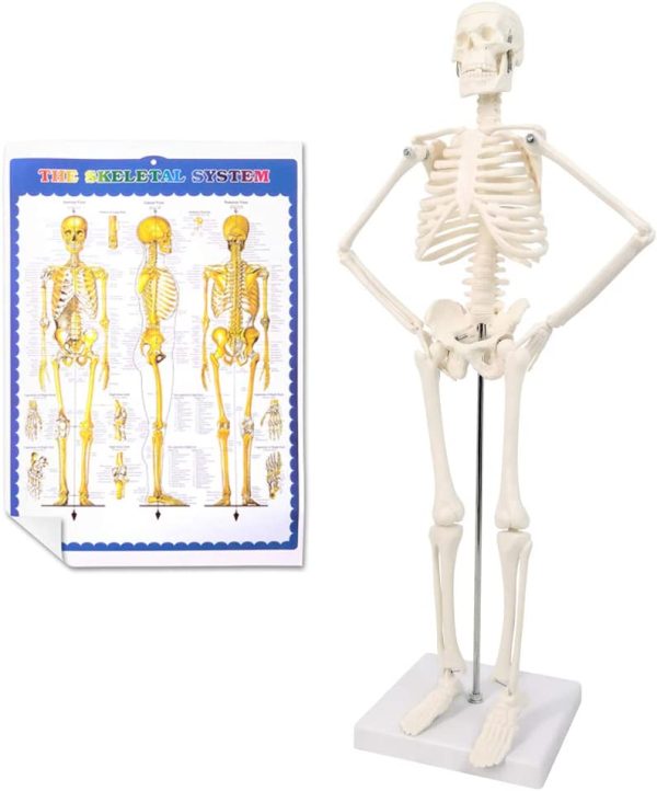 2023 Newest Design Human Skeleton Model for Anatomy,17.7“ High Scientific Anatomy Human Body Model,with Movable Arms and Legs Bones Structures,Whole Spine and Ribs of The Skeleton Model are Integrated