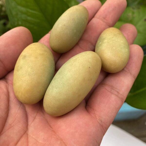 BAWHO Natural Stones Luminous Oval Stone Raw Gemstone Glow in The Dark Stone Crystal Rough Stone Specimen Minerals JIANFENYIN (Color : 4-5cm, Size : 2pcs) - Image 5