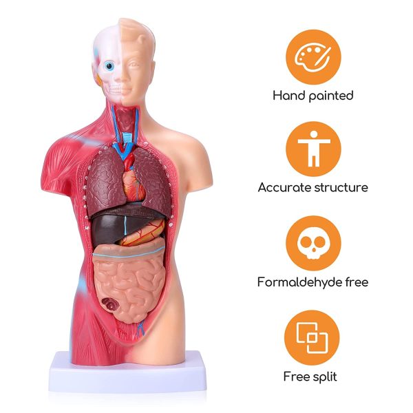 Human Body Model for Kids 15 Pcs Removable 11 inch Human Torso Anatomy Model for for Teaching Study Class Students with Product Manual - Image 5