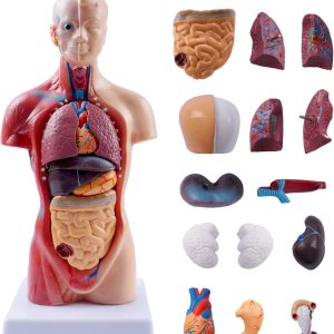 10.5inch Medical Torso Human Body Model Anatomy Doll 15 Removable Parts Education Organs Model for Teaching Study Class Students