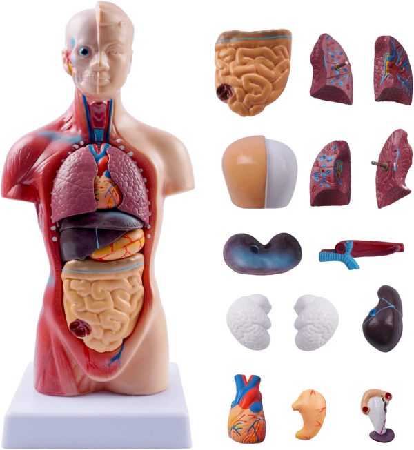 10.5inch Medical Torso Human Body Model Anatomy Doll 15 Removable Parts Education Organs Model for Teaching Study Class Students