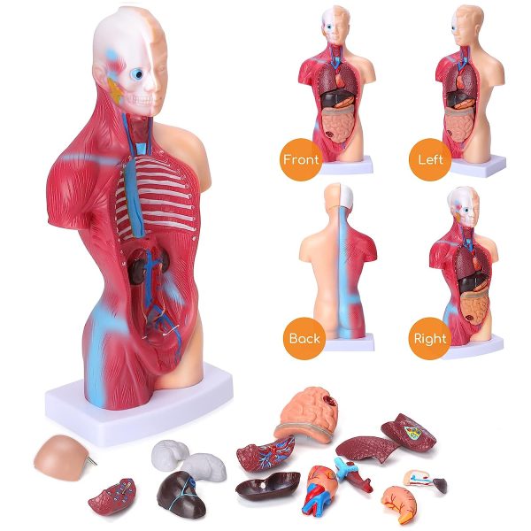 Human Body Model for Kids 15 Pcs Removable 11 inch Human Torso Anatomy Model for for Teaching Study Class Students with Product Manual - Image 3