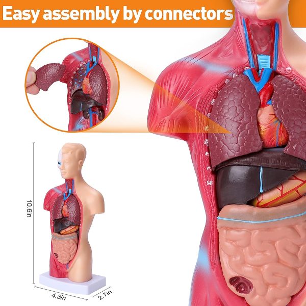 Human Body Model for Kids 15 Pcs Removable 11 inch Human Torso Anatomy Model for for Teaching Study Class Students with Product Manual - Image 4