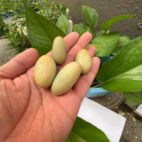 BAWHO Natural Stones Luminous Oval Stone Raw Gemstone Glow in The Dark Stone Crystal Rough Stone Specimen Minerals JIANFENYIN (Color : 4-5cm, Size : 2pcs) - Image 2