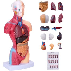 Human Body Model for Kids 15 Pcs Removable 11 inch Human Torso Anatomy Model for for Teaching Study Class Students with Product Manual