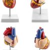 QWORK Human Heart Model, Anatomically Accurate Numbered 2-Part Life Size Heart Medical Model with 34 Anatomical Structures, Held Together with Magnets on Base - Image 2
