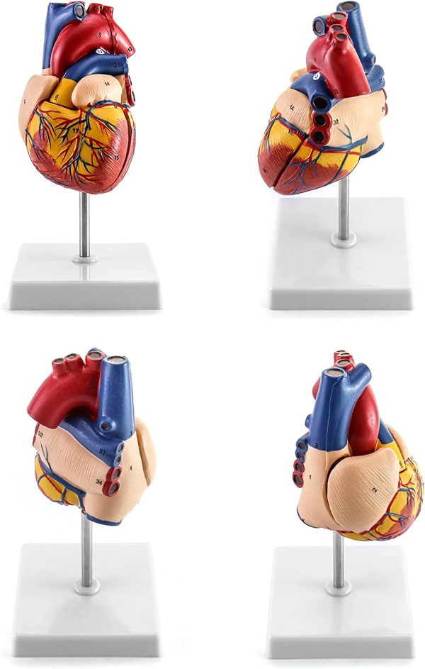 QWORK Human Heart Model, Anatomically Accurate Numbered 2-Part Life Size Heart Medical Model with 34 Anatomical Structures, Held Together with Magnets on Base - Image 2