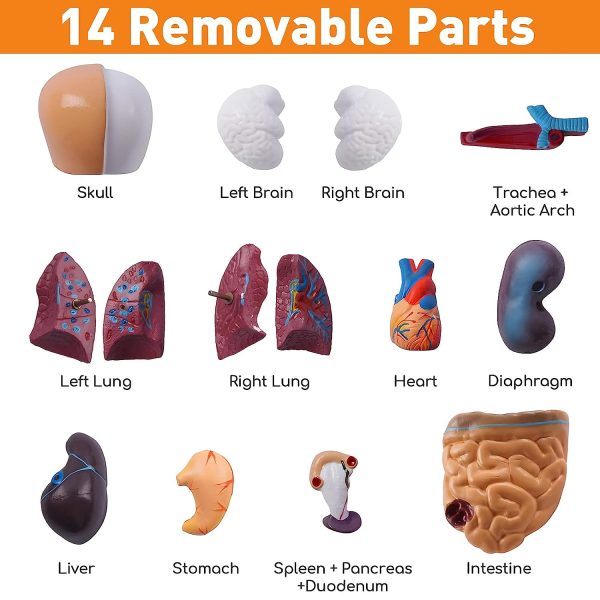 Human Body Model for Kids 15 Pcs Removable 11 inch Human Torso Anatomy Model for for Teaching Study Class Students with Product Manual - Image 2