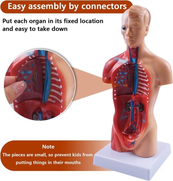 10.5inch Medical Torso Human Body Model Anatomy Doll 15 Removable Parts Education Organs Model for Teaching Study Class Students - Image 4