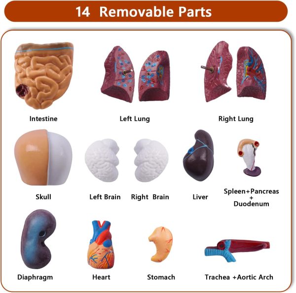10.5inch Medical Torso Human Body Model Anatomy Doll 15 Removable Parts Education Organs Model for Teaching Study Class Students - Image 2