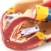 QWORK Human Heart Model, Anatomically Accurate Numbered 2-Part Life Size Heart Medical Model with 34 Anatomical Structures, Held Together with Magnets on Base - Image 5