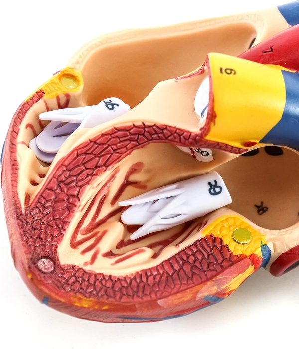 QWORK Human Heart Model, Anatomically Accurate Numbered 2-Part Life Size Heart Medical Model with 34 Anatomical Structures, Held Together with Magnets on Base - Image 5