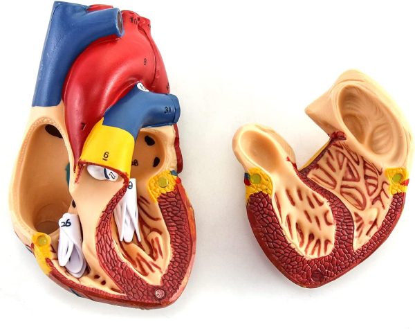 QWORK Human Heart Model, Anatomically Accurate Numbered 2-Part Life Size Heart Medical Model with 34 Anatomical Structures, Held Together with Magnets on Base - Image 3