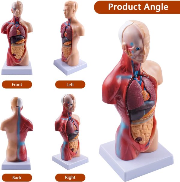 10.5inch Medical Torso Human Body Model Anatomy Doll 15 Removable Parts Education Organs Model for Teaching Study Class Students - Image 6