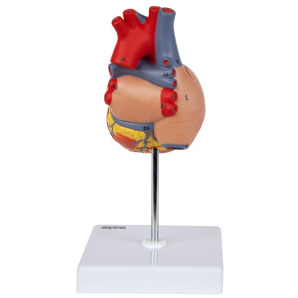 Axis Scientific Heart Model, 2-Part Deluxe Life Size Human Heart Replica with 34 Anatomical Structures, Held Together with Magnets, Includes Mounted Display Base, Detailed Product Manual - Image 8