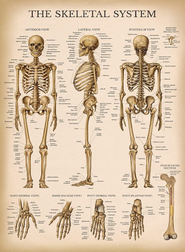 Palace Learning 4 Pack - Vintage Anatomy Poster Set - Laminated - Muscular, Skeletal, Ligaments of the Joints, Anatomy of the Spine - Anatomical Chart Set - 18” x 24” - Image 7