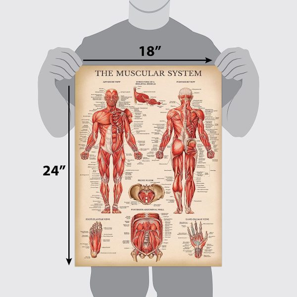Palace Learning 4 Pack - Vintage Anatomy Poster Set - Laminated - Muscular, Skeletal, Ligaments of the Joints, Anatomy of the Spine - Anatomical Chart Set - 18” x 24” - Image 2