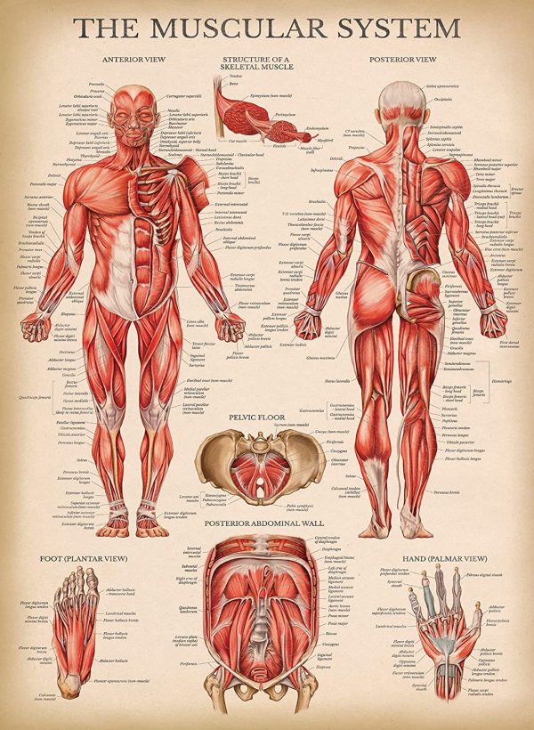 Palace Learning 4 Pack - Vintage Anatomy Poster Set - Laminated - Muscular, Skeletal, Ligaments of the Joints, Anatomy of the Spine - Anatomical Chart Set - 18” x 24” - Image 6