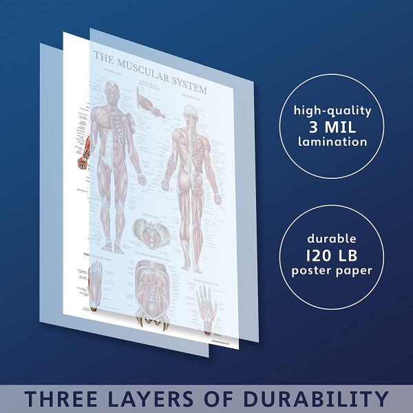 20 Pack - Anatomical Posters - Laminated - Muscular, Skeletal, Digestive, Respiratory, Circulatory, Endocrine, Lymphatic, Male & Female, Nervous, Spinal Nerves, Anatomy Charts - 18" x 24" - Image 3