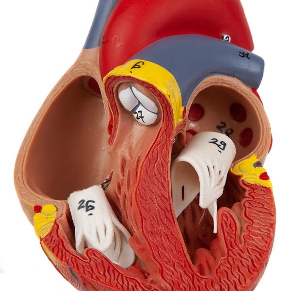 Axis Scientific Heart Model, 2-Part Deluxe Life Size Human Heart Replica with 34 Anatomical Structures, Held Together with Magnets, Includes Mounted Display Base, Detailed Product Manual - Image 5