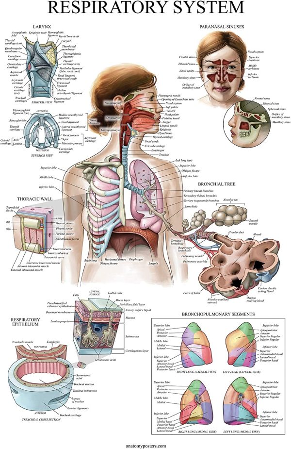 20 Pack - Anatomical Posters - Laminated - Muscular, Skeletal, Digestive, Respiratory, Circulatory, Endocrine, Lymphatic, Male & Female, Nervous, Spinal Nerves, Anatomy Charts - 18" x 24" - Image 6