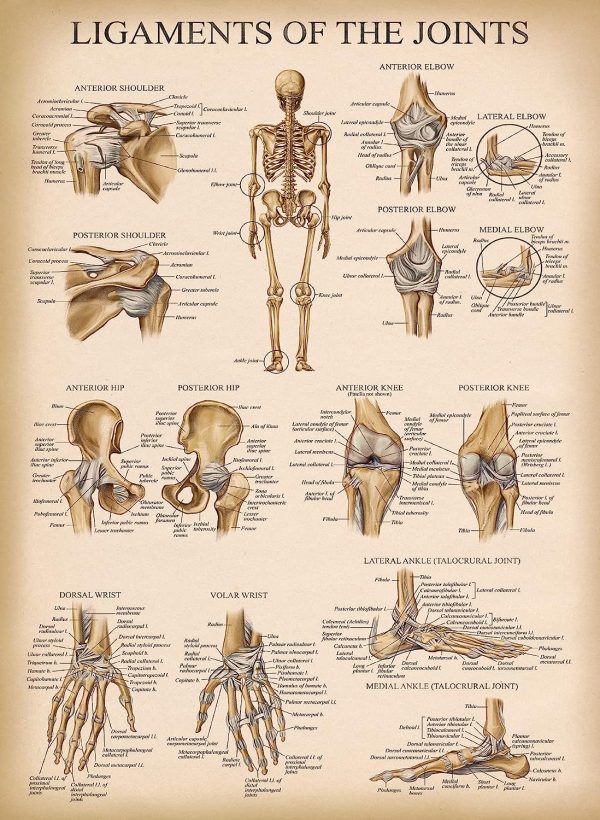 Palace Learning 4 Pack - Vintage Anatomy Poster Set - Laminated - Muscular, Skeletal, Ligaments of the Joints, Anatomy of the Spine - Anatomical Chart Set - 18” x 24” - Image 8