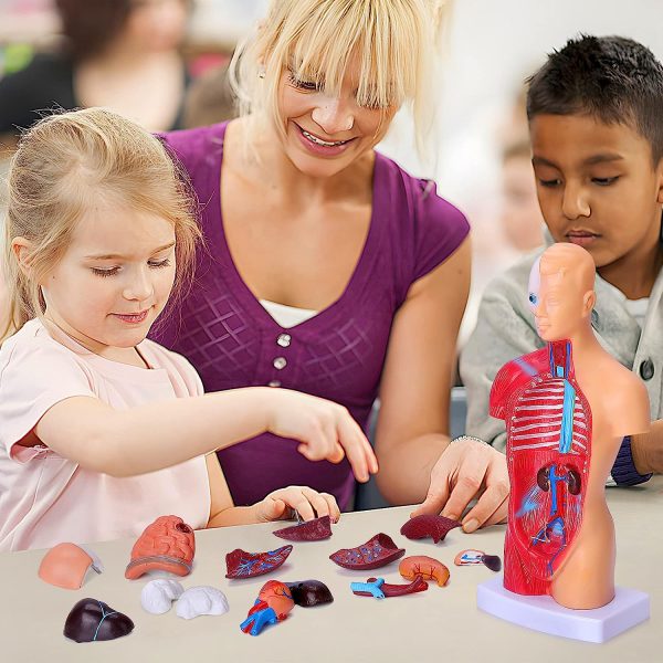 Human Body Model for Kids 15 Pcs Removable 11 inch Human Torso Anatomy Model for for Teaching Study Class Students with Product Manual - Image 6