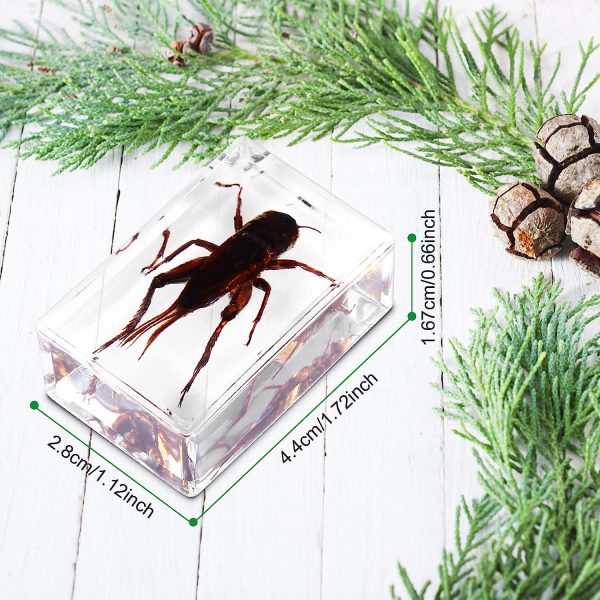 20Pcs Insect in Resin Specimen Bugs Collection Paperweights Arachnid Resin Specimen Set, Different Kind or Size Insect Specimen Bug Preserved in Resin for Teens Scientific Educational Toy, 20 Style - Image 3