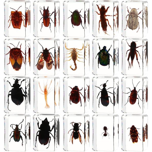 20Pcs Insect in Resin Specimen Bugs Collection Paperweights Arachnid Resin Specimen Set, Different Kind or Size Insect Specimen Bug Preserved in Resin for Teens Scientific Educational Toy, 20 Style