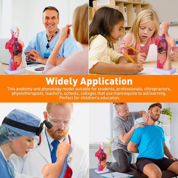 Human Body Model for Kids 15 Pcs Removable 11 inch Human Torso Anatomy Model for for Teaching Study Class Students with Product Manual - Image 7