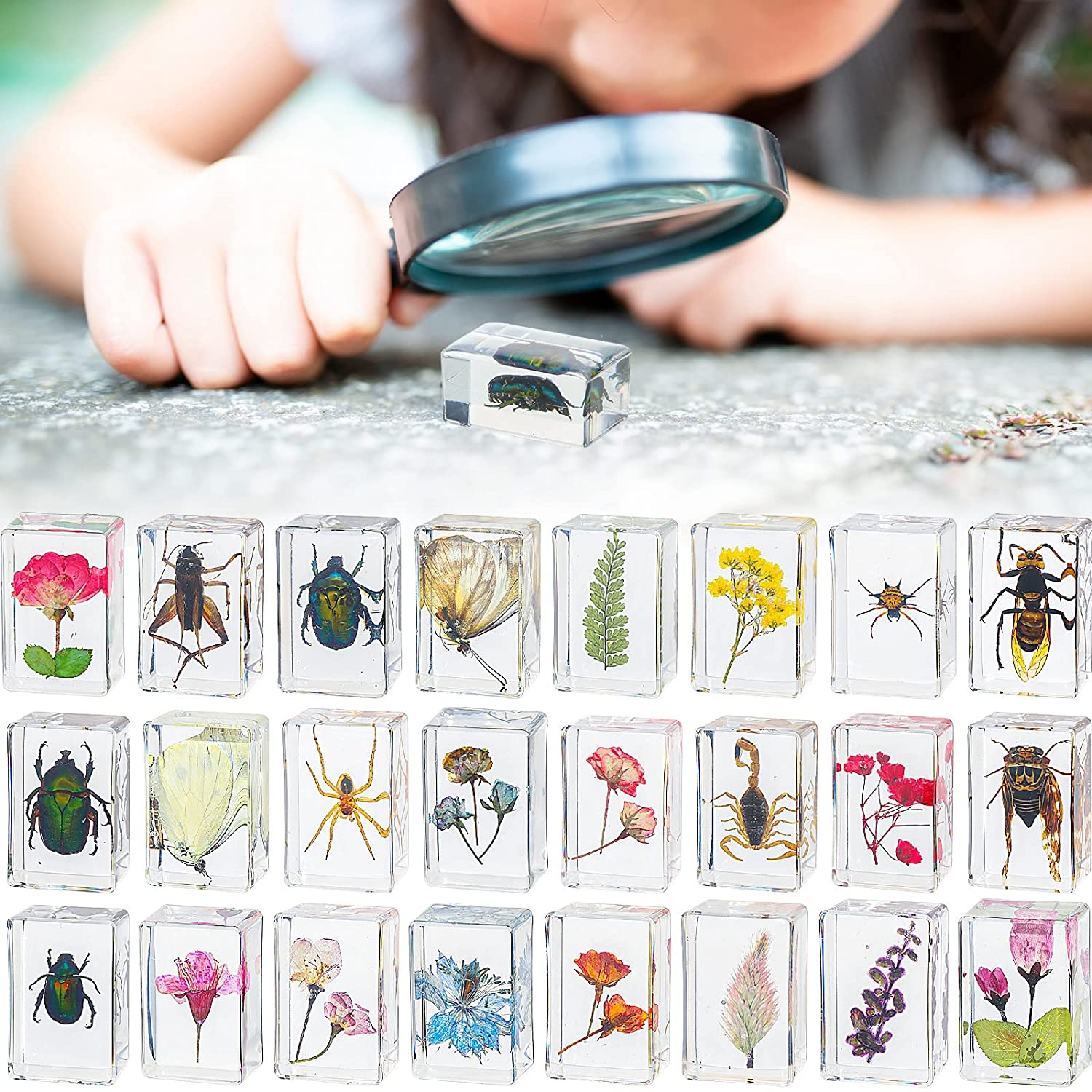 Geelin 24 Pcs Insect in Resin Specimen Set Specimen Bugs Plant Flower  Paperweight Butterfly Science Toys Mini Animals Figures for Kids Biology  Science Teacher Education Collection Best Price, Specs