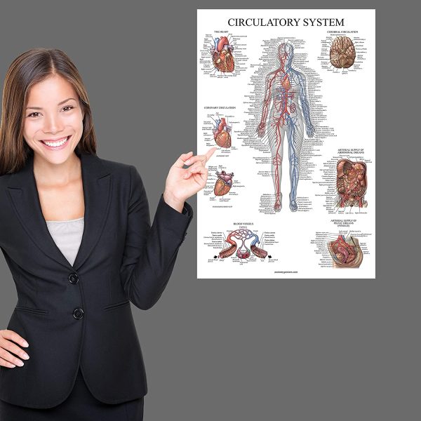 20 Pack - Anatomical Posters - Laminated - Muscular, Skeletal, Digestive, Respiratory, Circulatory, Endocrine, Lymphatic, Male & Female, Nervous, Spinal Nerves, Anatomy Charts - 18" x 24" - Image 4