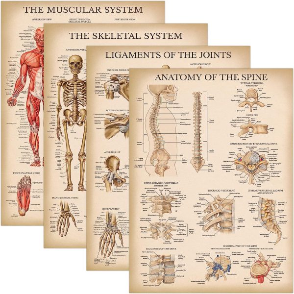 Palace Learning 4 Pack - Vintage Anatomy Poster Set - Laminated - Muscular, Skeletal, Ligaments of the Joints, Anatomy of the Spine - Anatomical Chart Set - 18” x 24”