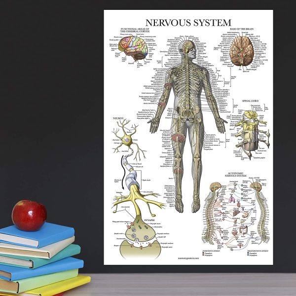 20 Pack - Anatomical Posters - Laminated - Muscular, Skeletal, Digestive, Respiratory, Circulatory, Endocrine, Lymphatic, Male & Female, Nervous, Spinal Nerves, Anatomy Charts - 18" x 24" - Image 5