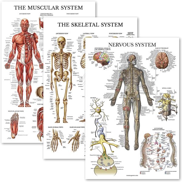 Palace Learning 3 Pack - Muscle + Skeleton + Nervous System Anatomy Poster Set - Muscular and Skeletal System Anatomical Charts - Laminated 18" x 24"