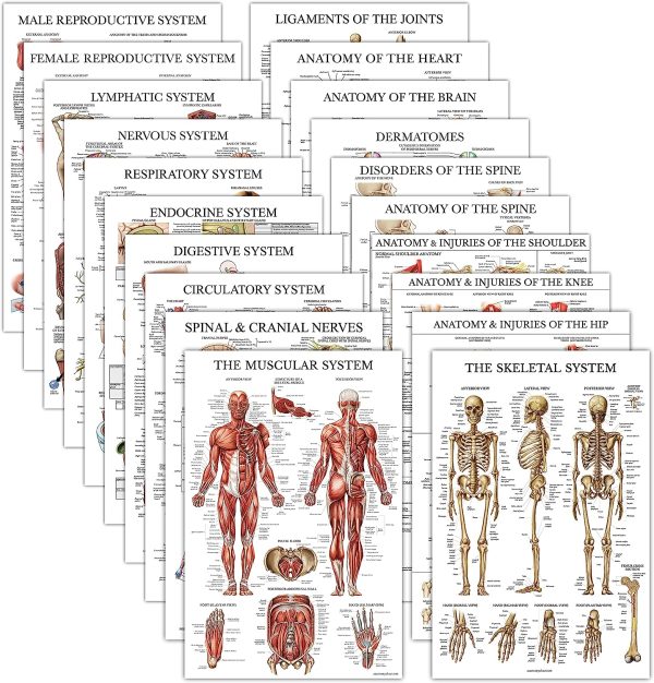 20 Pack - Anatomical Posters - Laminated - Muscular, Skeletal, Digestive, Respiratory, Circulatory, Endocrine, Lymphatic, Male & Female, Nervous, Spinal Nerves, Anatomy Charts - 18" x 24"