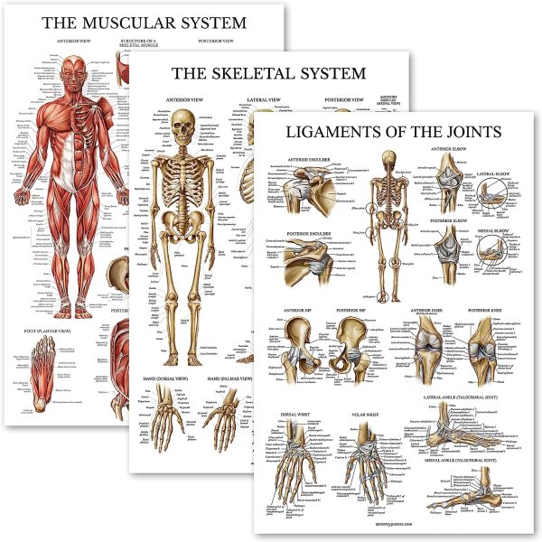 Palace Learning 3 Pack - Muscle + Skeleton + Ligaments of the Joints Anatomy Poster Set - Muscular and Skeletal System Anatomical Charts - Laminated 18" x 24"