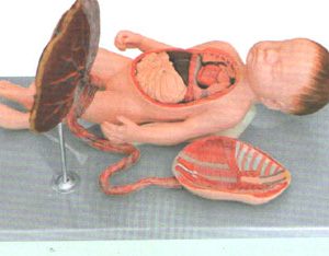 Baby with Placenta