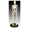 Skeleton Model 80cm