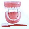 MON357 Teeth Model in Oral Cavity