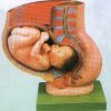 Pelvis with Uterus in the Ninth month pregnancy