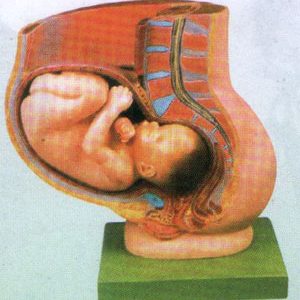 Pelvis with Uterus in the Ninth month pregnancy