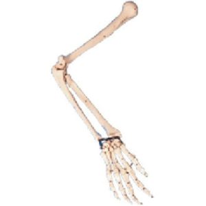 Arm Bone Model AR-11124 ARI